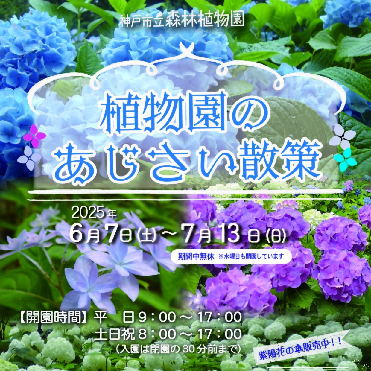 植物園のあじさい散策